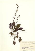 藏品(阿里山紫緣花鼠尾草)的圖片